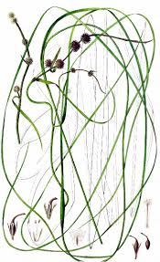 Attēlu rezultāti vaicājumam “Sparganium minimum”