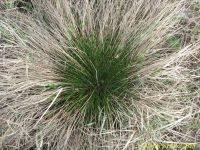 Attēlu rezultāti vaicājumam “Schoenus ferrugineus flower”