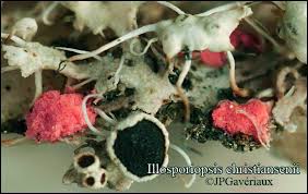 Attēlu rezultāti vaicājumam “Illosporiopsis christiansenii”