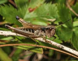Attēlu rezultāti vaicājumam “Chortippus sp.”
