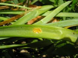 Attēlu rezultāti vaicājumam “Puccinia sessilis”
