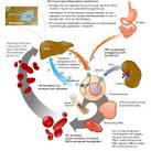 current <b>anemia</b> therapy,