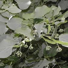 Attēlu rezultāti vaicājumam “Tilia tomentosa flower”