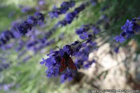 Attēlu rezultāti vaicājumam “Zygaena sp.”