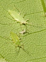 Attēlu rezultāti vaicājumam “Drepanosiphum platanoidis exuvia”