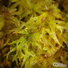 Attēlu rezultāti vaicājumam “Sphagnum centrale sporophyte”