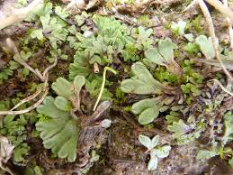 Attēlu rezultāti vaicājumam “Riccia bifurca”