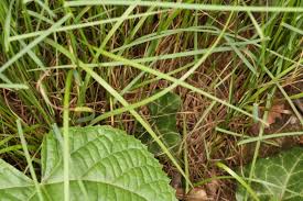 Attēlu rezultāti vaicājumam “Poa nemoralis leaf”
