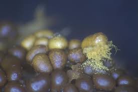 Attēlu rezultāti vaicājumam “Trichia contorta sessile”