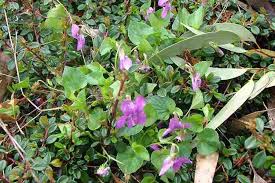 Attēlu rezultāti vaicājumam “Viola riviniana leaf”