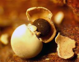 Attēlu rezultāti vaicājumam “Diderma montanum macro”