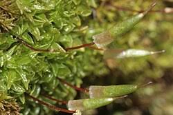 Attēlu rezultāti vaicājumam “Encalypta”