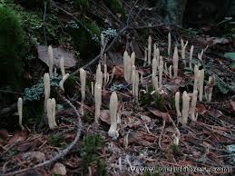 Attēlu rezultāti vaicājumam “Clavariadelphus ligula”