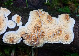 Attēlu rezultāti vaicājumam “Lycogala confusum young”