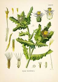 Image result for Cnicus benedictus