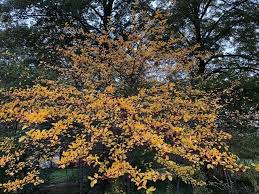 Attēlu rezultāti vaicājumam “Crataegus persimilis”