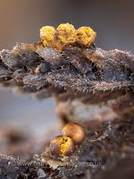 Attēlu rezultāti vaicājumam “Symphytocarpus flaccidus sessile”