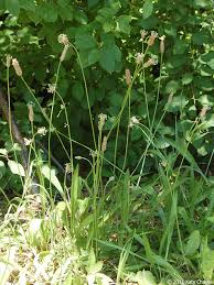 Attēlu rezultāti vaicājumam “Plantago lanceolata bud”
