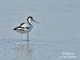 Image result for Recurvirostra avosetta