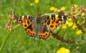 Attēlu rezultāti vaicājumam “Araschnia levana upperside”