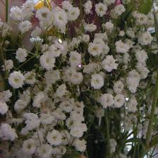 Image result for Gypsophila elegans