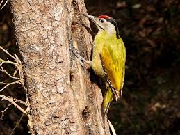 Attēlu rezultāti vaicājumam “Picus canus”