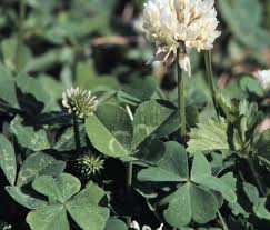 Attēlu rezultāti vaicājumam “Trifolium repens leaf”