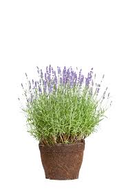 Attēlu rezultāti vaicājumam “Lavandula angustifolia”