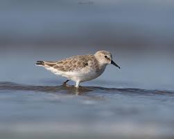 Attēlu rezultāti vaicājumam “Calidris minuta”