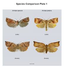 Attēlu rezultāti vaicājumam “Archips podana female”