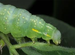 Attēlu rezultāti vaicājumam “Amphipyra perflua”