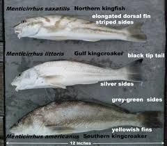 Image result for Menticirrhus saxatilis