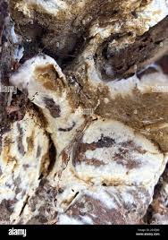 Attēlu rezultāti vaicājumam “Coniophora puteana”