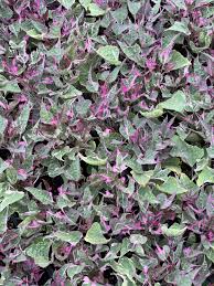 Image result for Ipomoea Lavender