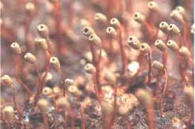 Attēlu rezultāti vaicājumam “Cribraria cancellata var. fusca macro”