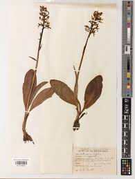 Attēlu rezultāti vaicājumam “Platanthera bifolia”