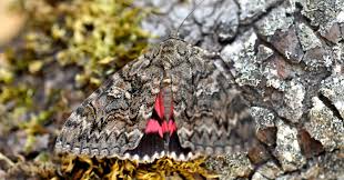 Attēlu rezultāti vaicājumam “Catocala sponsa”