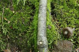 Attēlu rezultāti vaicājumam “Dicranella heteromalla”