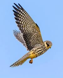 Attēlu rezultāti vaicājumam “Falco subbuteo adult”