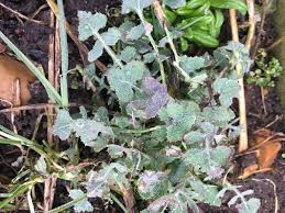 Attēlu rezultāti vaicājumam “Sonchus oleraceus leaf”
