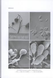 Attēlu rezultāti vaicājumam “Exobasidiales”