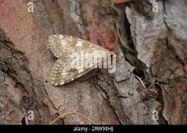 Attēlu rezultāti vaicājumam “Udea olivalis”