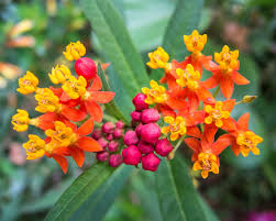 Attēlu rezultāti vaicājumam “Apocynaceae”