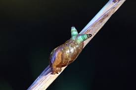 Attēlu rezultāti vaicājumam “Leucochloridium paradoxum larva”