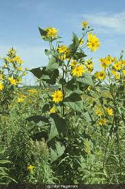 Attēlu rezultāti vaicājumam “Helianthus tuberosus flower”