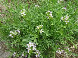 Attēlu rezultāti vaicājumam “Cakile maritima subsp. baltica flower”