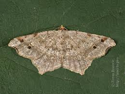 Attēlu rezultāti vaicājumam “Macaria alternata”