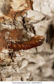 Attēlu rezultāti vaicājumam “Scardia boletella”