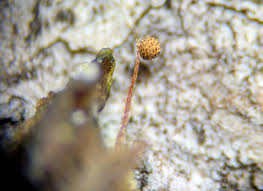 Attēlu rezultāti vaicājumam “Cribraria aurantiaca var. persoonii young”