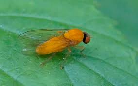 Attēlu rezultāti vaicājumam “Agathomyia wankowiczii”